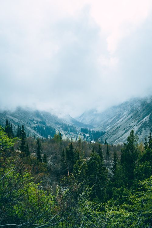 Free A beautiful mountain valley shrouded in fog with vibrant green trees in the foreground. Stock Photo