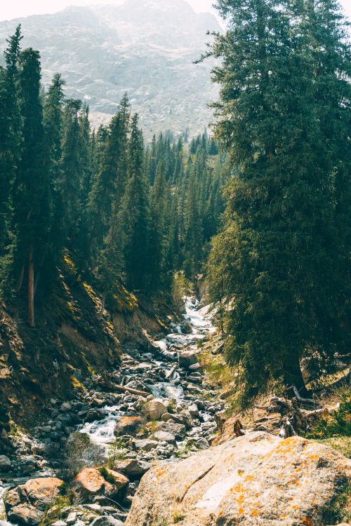 Free A pristine mountain stream cascades through a lush evergreen forest, creating a serene nature scene. Stock Photo