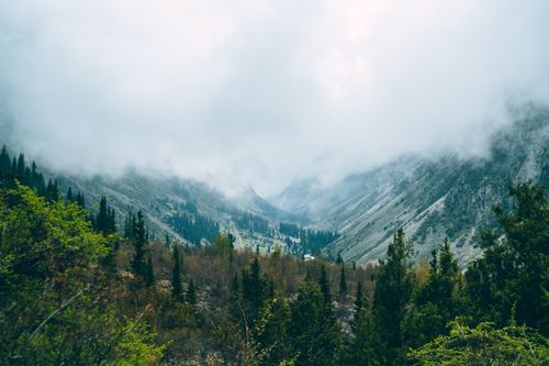 Free Breathtaking view of a misty mountain valley enveloped by lush trees and foggy skies. Stock Photo
