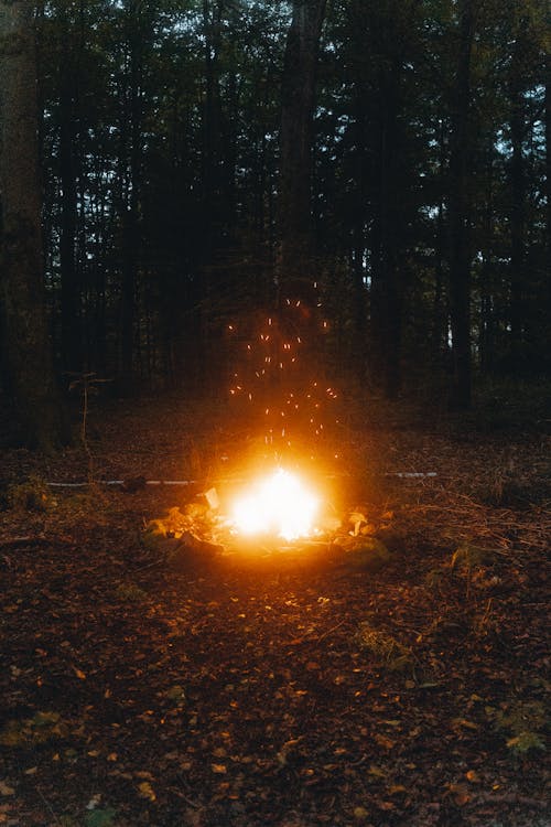 Free Bonfire in Forest during Night Time Stock Photo