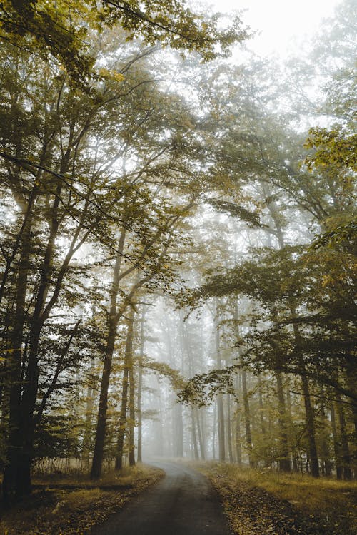 Foto stok gratis alam, berkabut, hutan