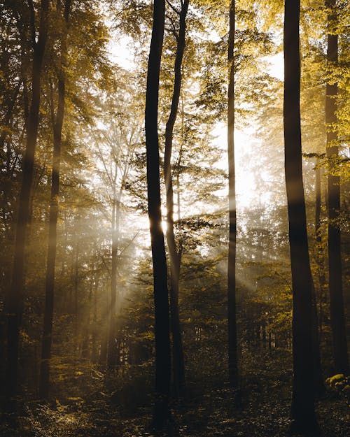 Immagine gratuita di alberi, ambiente, boschi