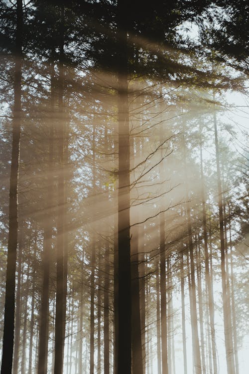 Sun Rays Shining Through Tree Crowns in the Forest 