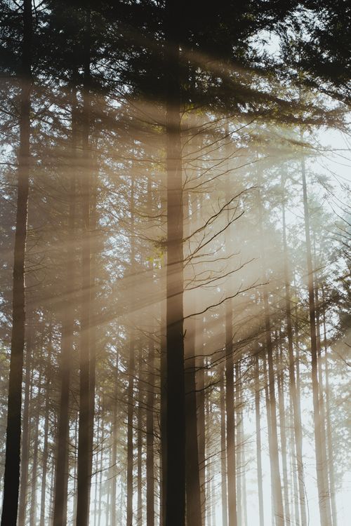 Sun Rays Shining Through Tree Crowns in the Forest · Free Stock Photo