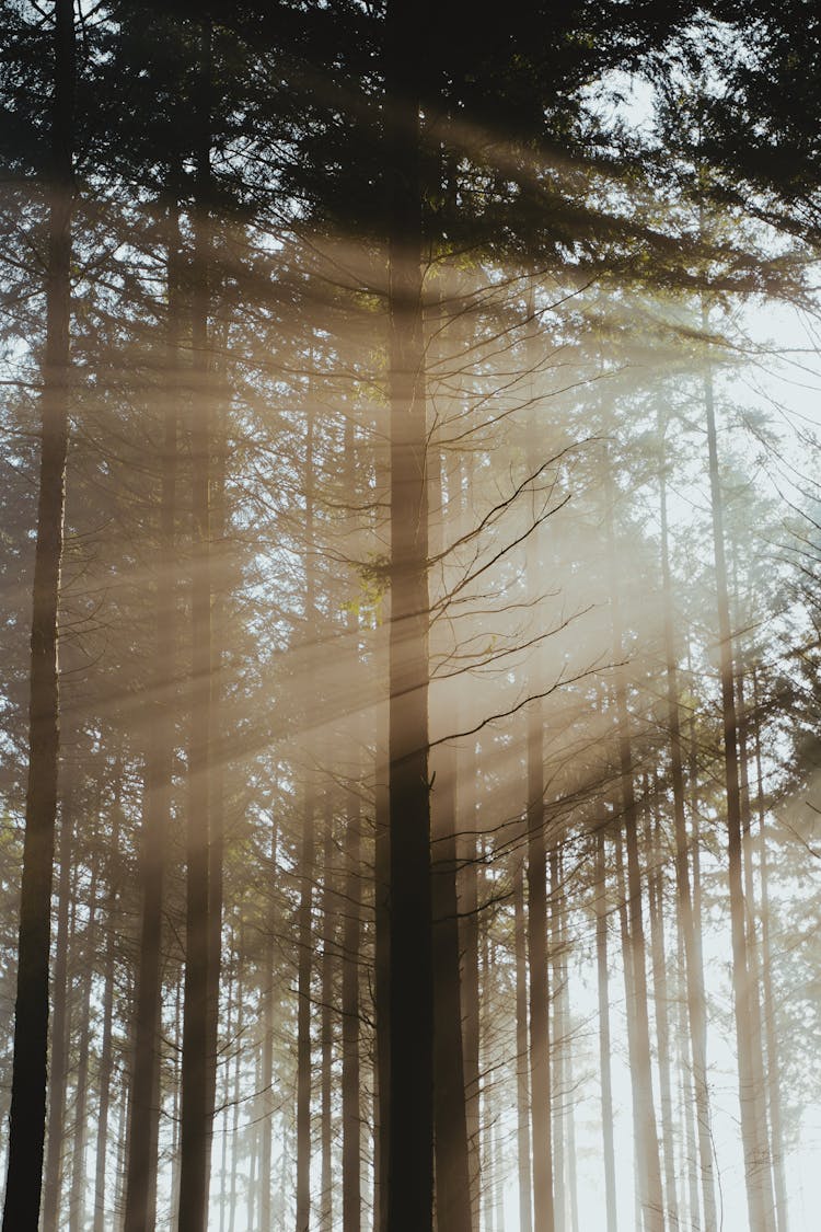 Sun Rays Shining Through Tree Crowns In The Forest 