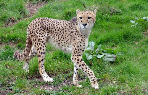 A Cheetah Walking on a Grassy Field