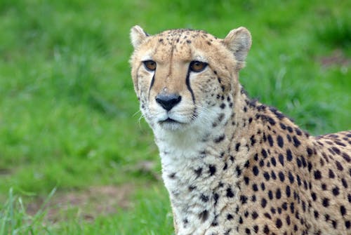 Free Cheetah Stock Photo