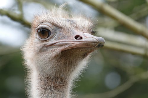 Foto profissional grátis de ave, avestruz, bico