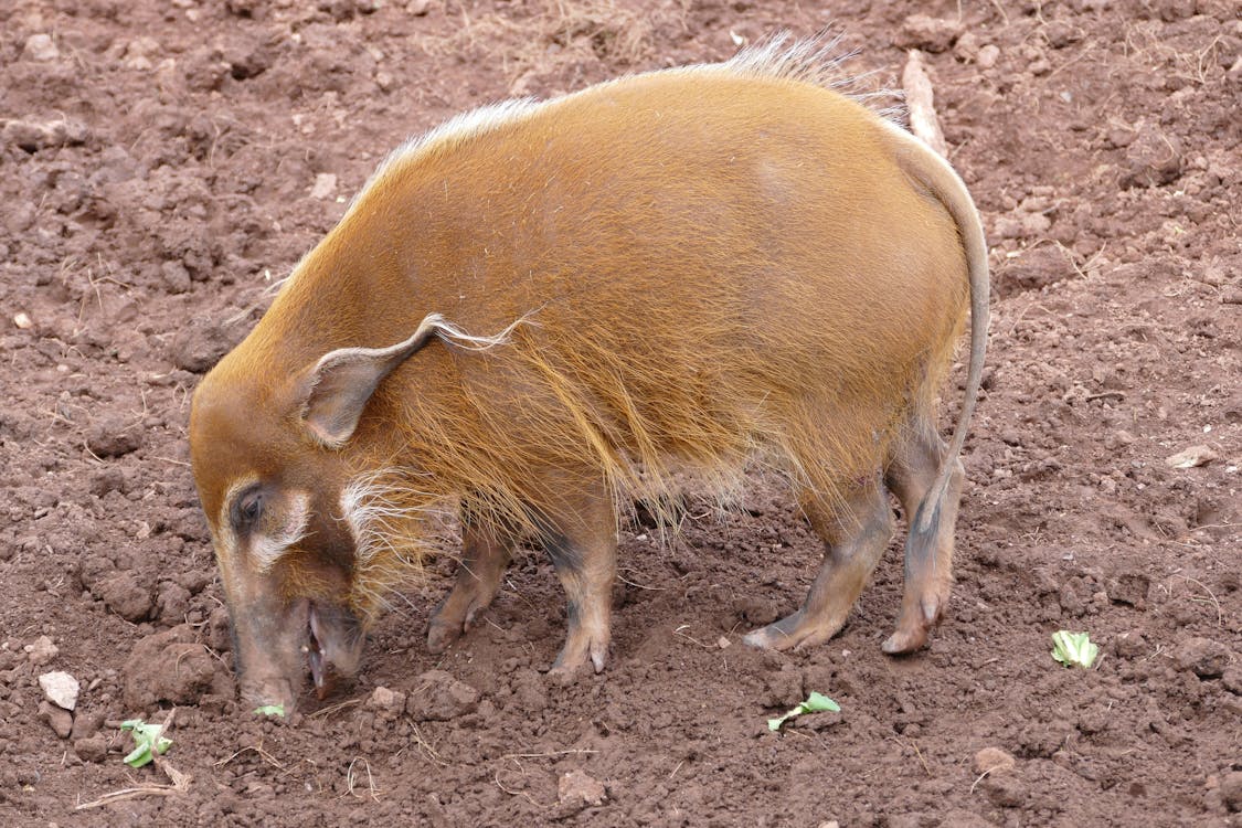 Free Red River Hog in Close Up Shot Stock Photo