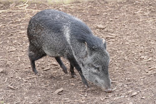 Foto profissional grátis de animais selvagens, animal, caititu