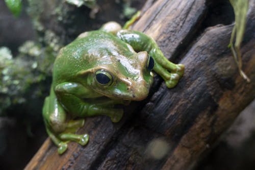 Free Tree Frog Stock Photo