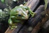 Free Tree Frog Stock Photo