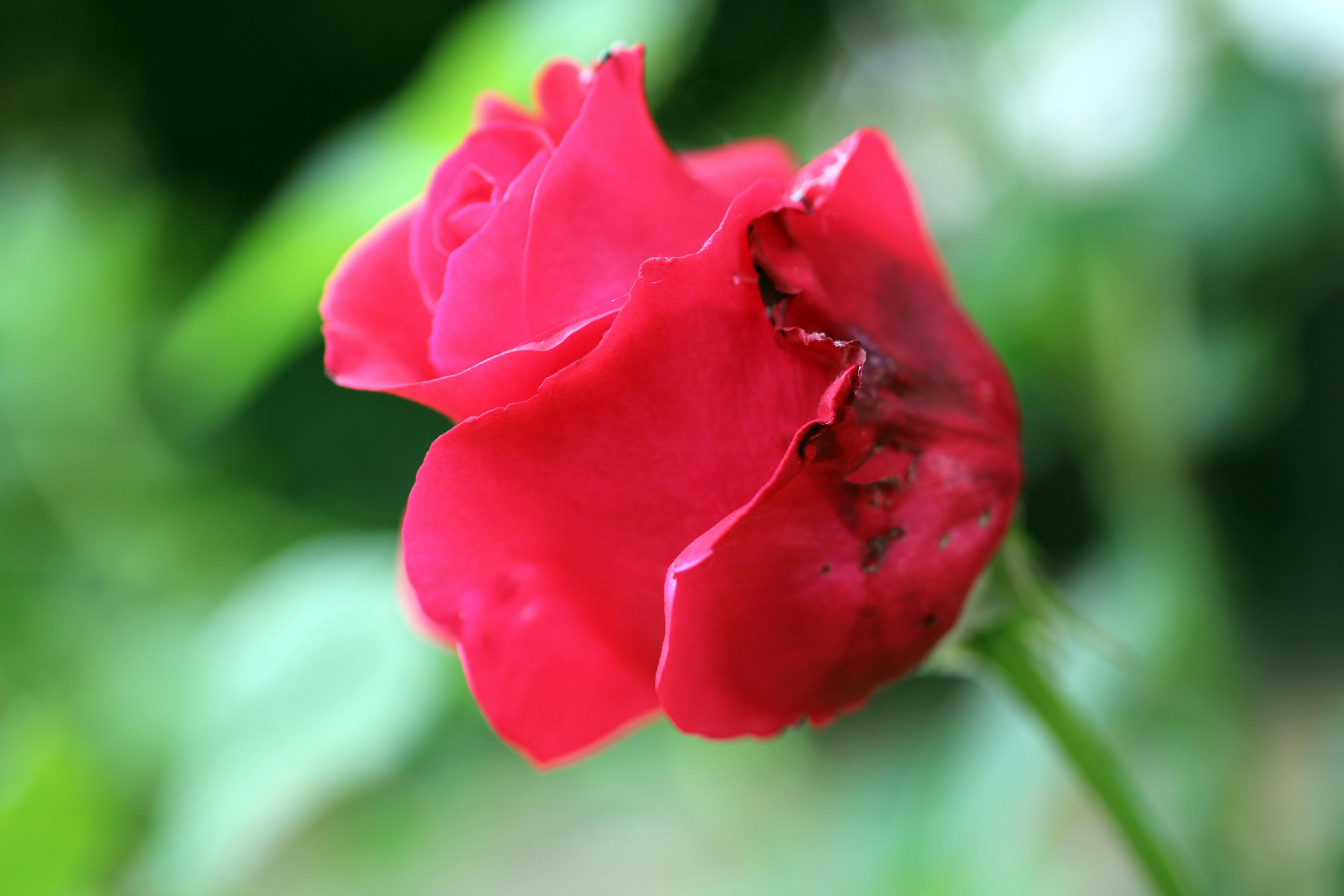 Free stock photo of dying red rose, dying rose, green