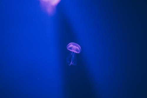 Jellyfish Swimming Underwater