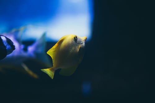 Yellow Tang Swimming in the Aquarium
