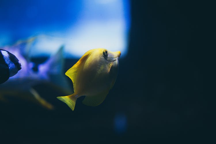 Yellow Tang Swimming In The Aquarium