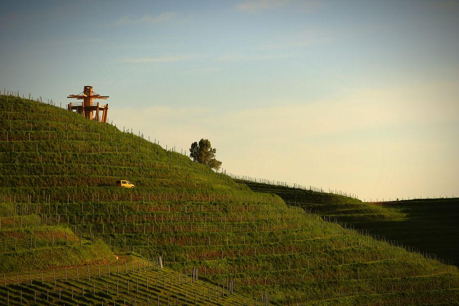 Colline terrazzate con vigneti al tramonto in Valtellina