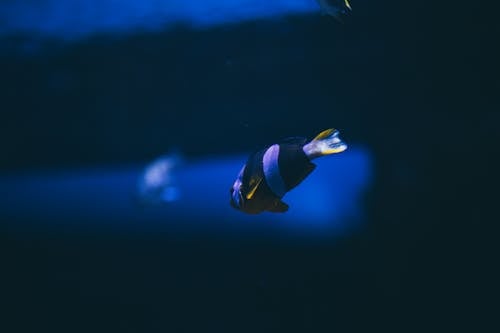 Blue Image of an Exotic Fish Underwater