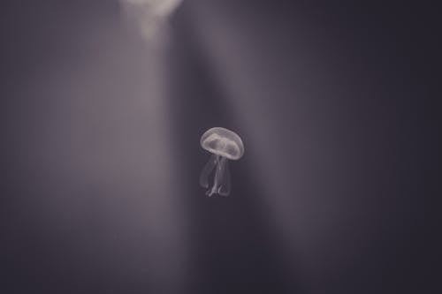 Jellyfish is Drifting Underwater