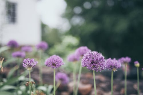 Free Close-Up Shot of Purple Flowers in Bloom Stock Photo