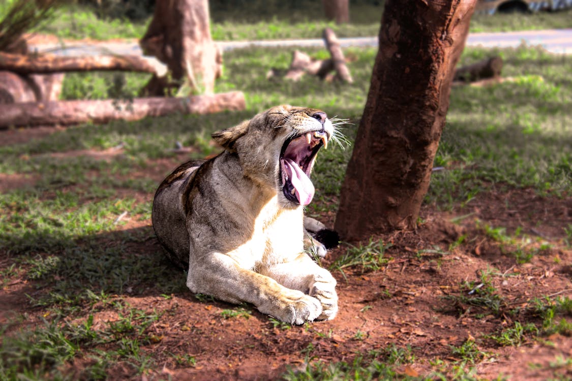 aslan, aslanlar, bali içeren Ücretsiz stok fotoğraf