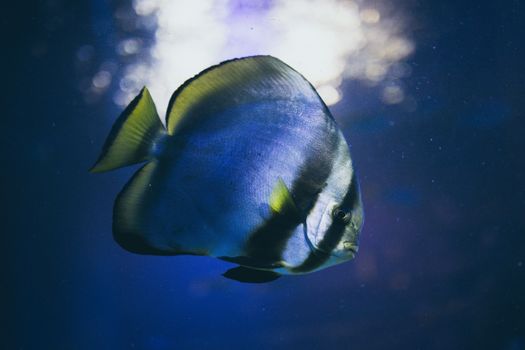 Tropical Reef Fish 