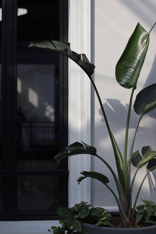 A Banana Tree Near the Door