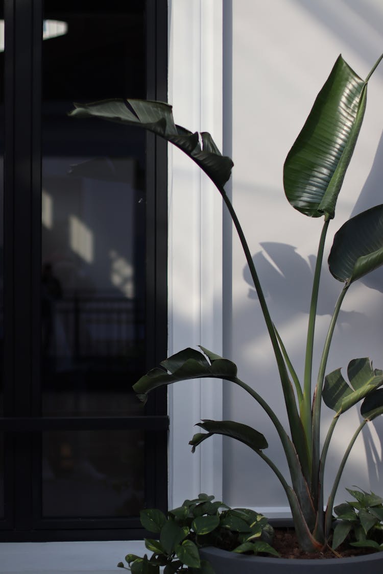 A Banana Tree Near The Door