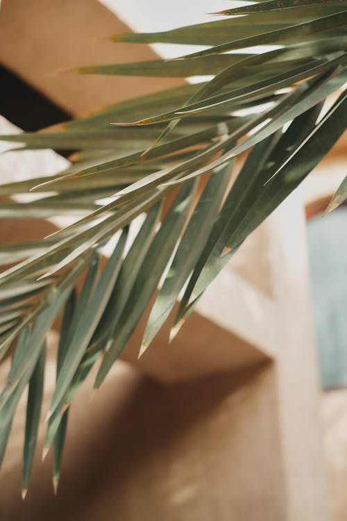 Close-Up Shot of a Palm Leaf