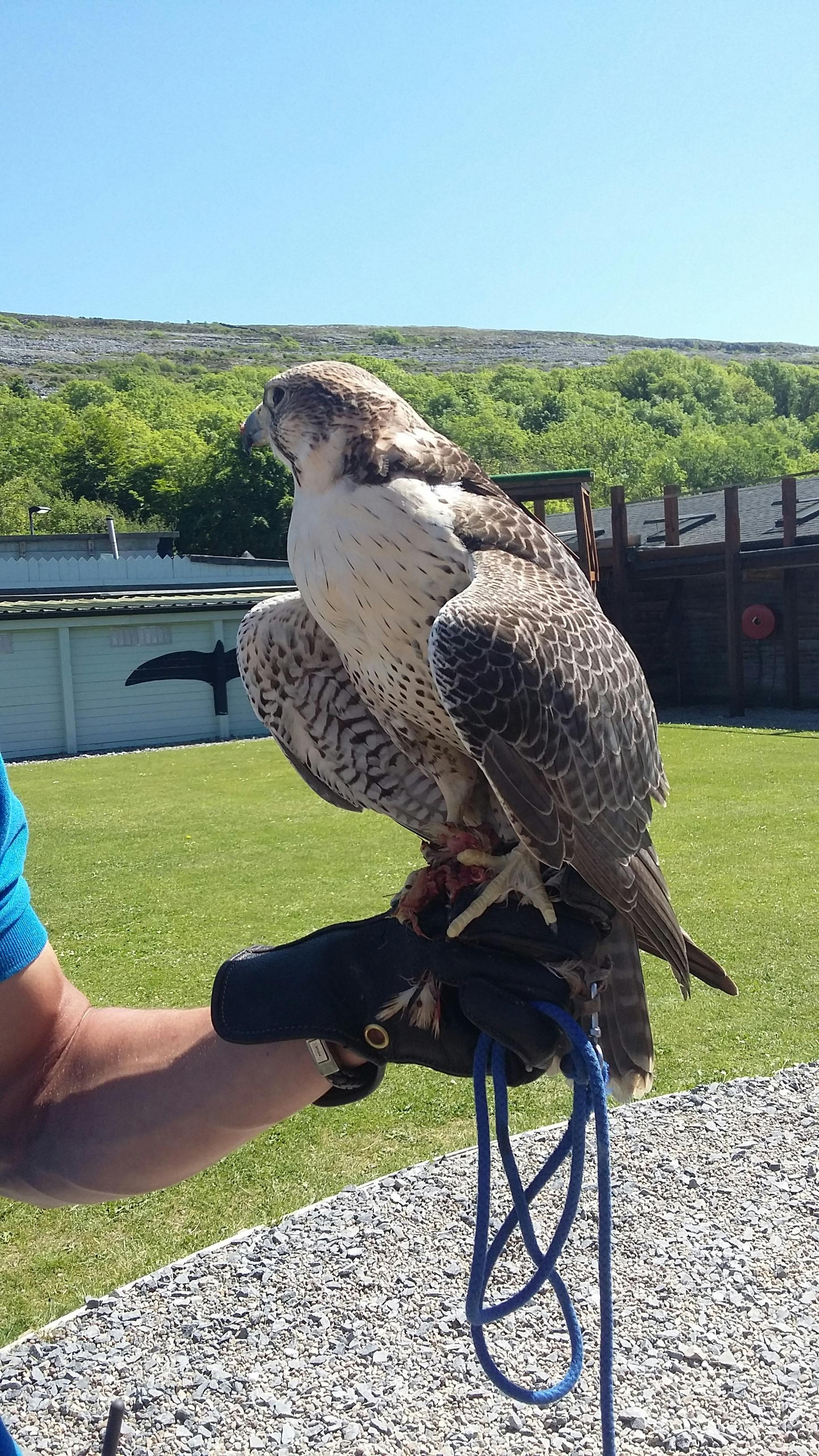 falcon vs hawk pictures