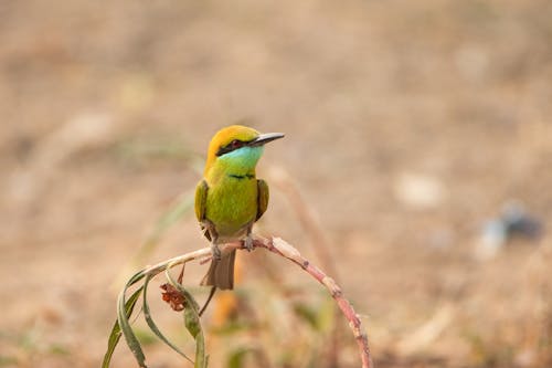 Close-Up Shot of  Asian Green Bee-Eater Perched on a Tree Branch