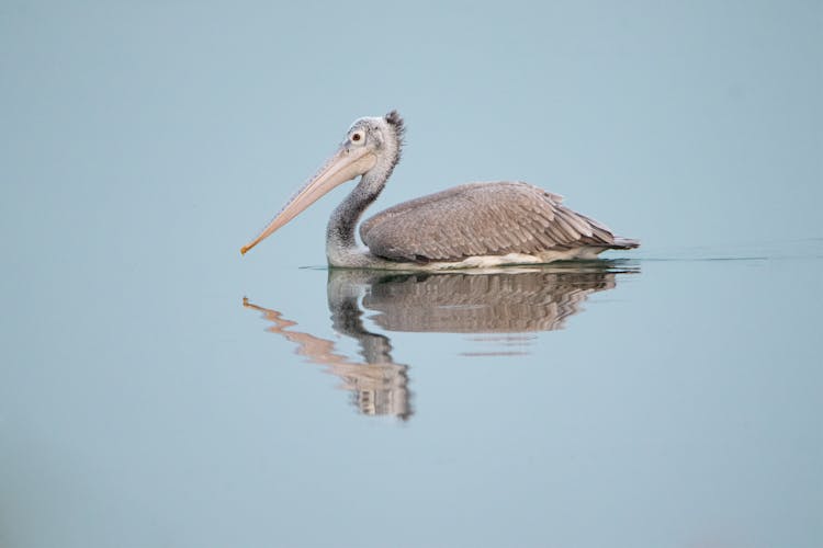 Pelican Swimming In Water