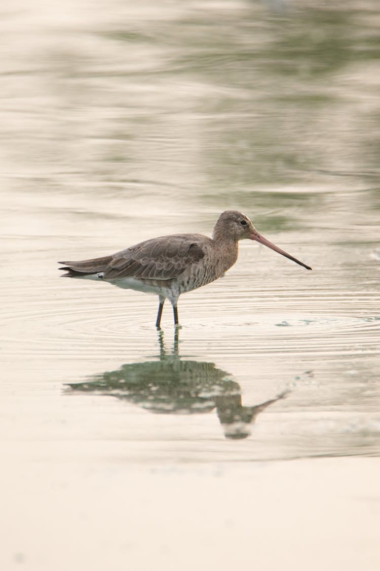 Blacktailed Goddess Limosa In Water