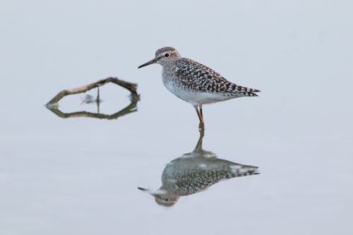 A Wood Sandpiper in the Water 