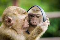 一只猕猴好奇地审视着镜子中户外的倒影