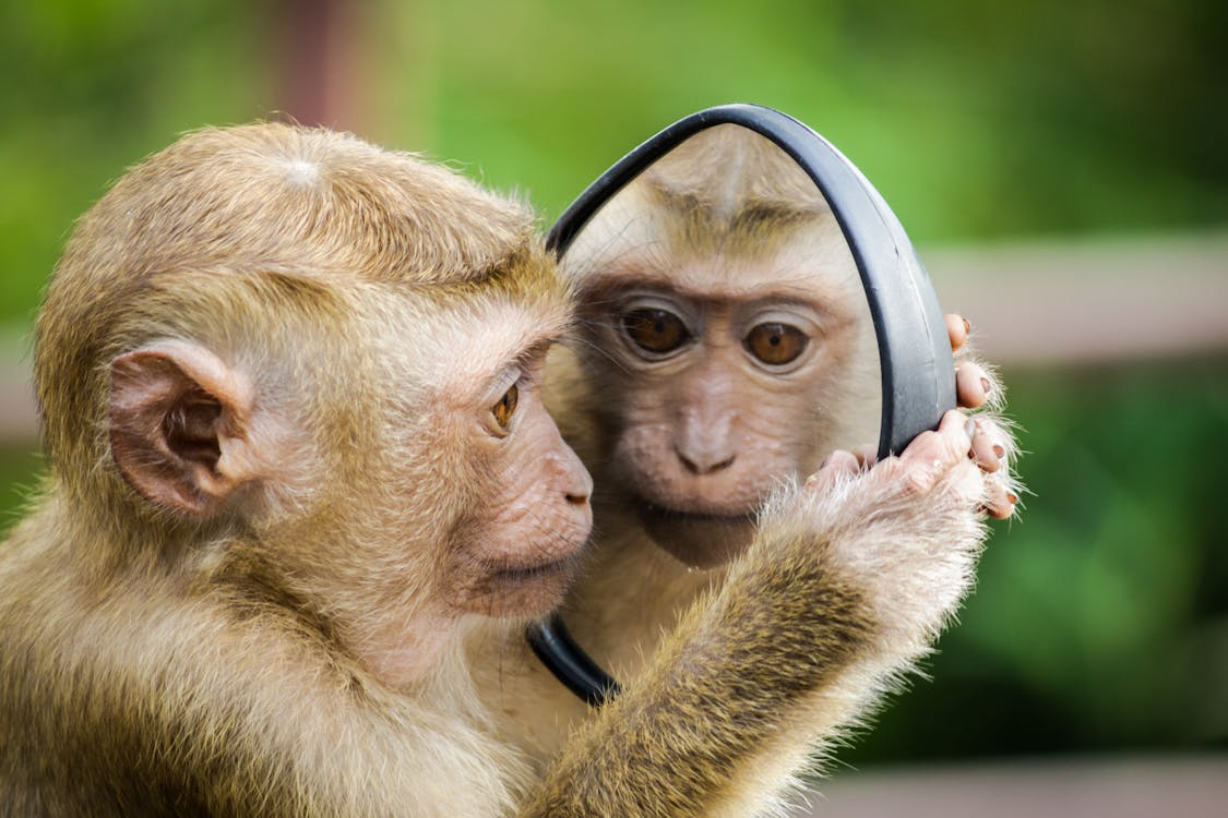 Foto En Primer Plano De Primate