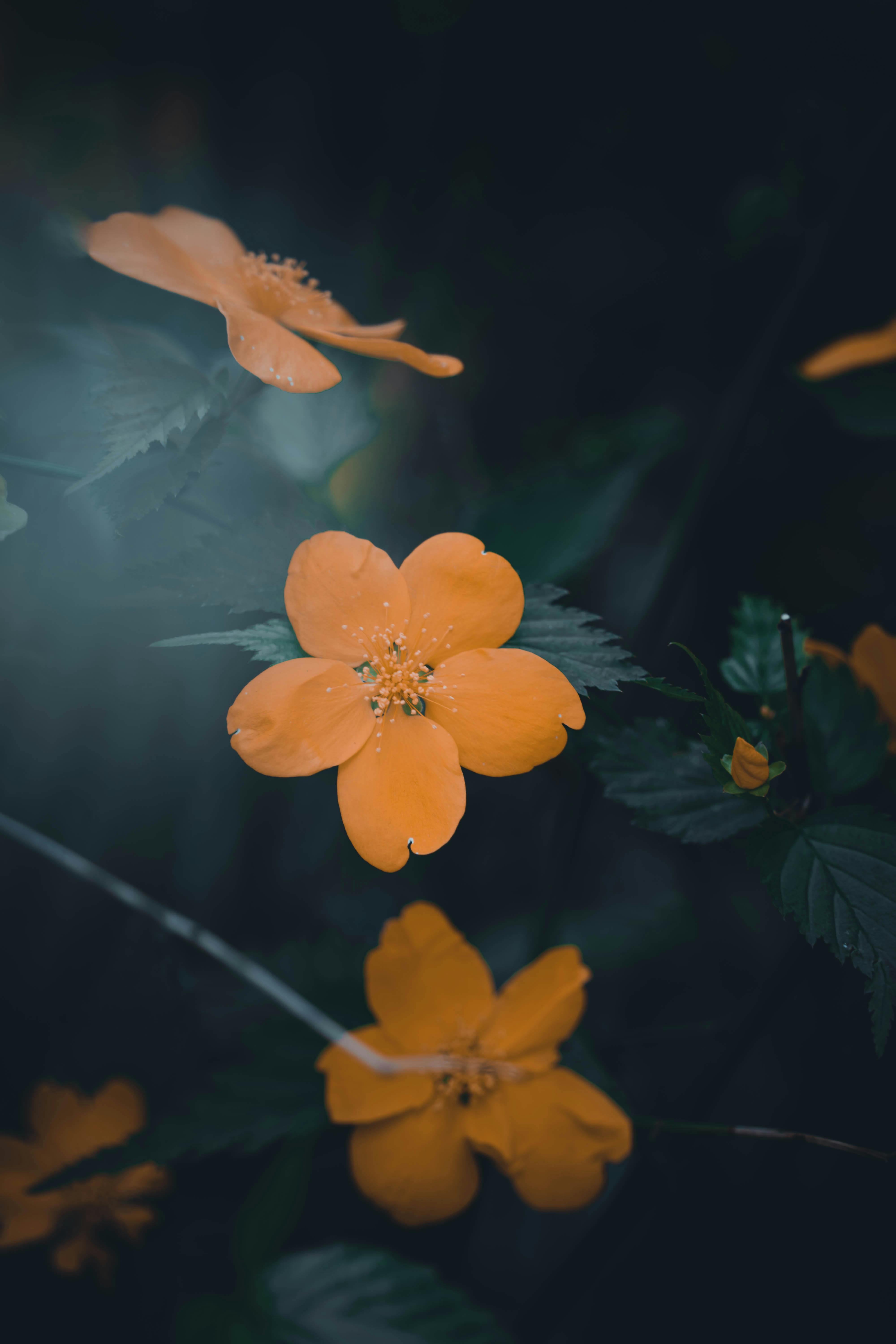 Beautiful orange flowers captured in a moody and dark garden setting.