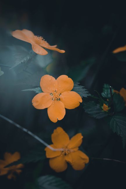 Beautiful orange flowers captured in a moody and dark garden setting.