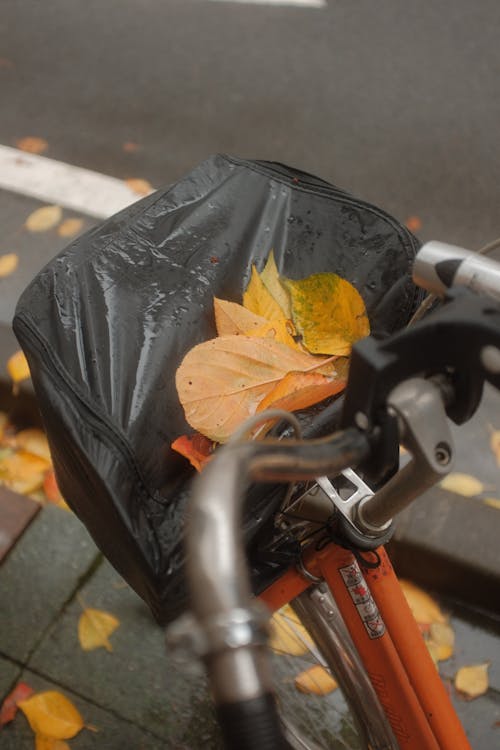 Foto profissional grátis de bicicleta, chuva, folhas