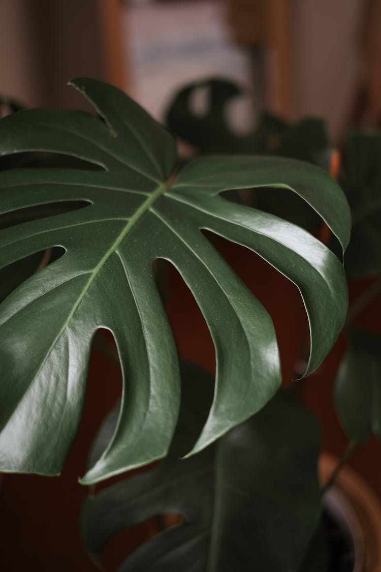 Close Up Of Big Leaf