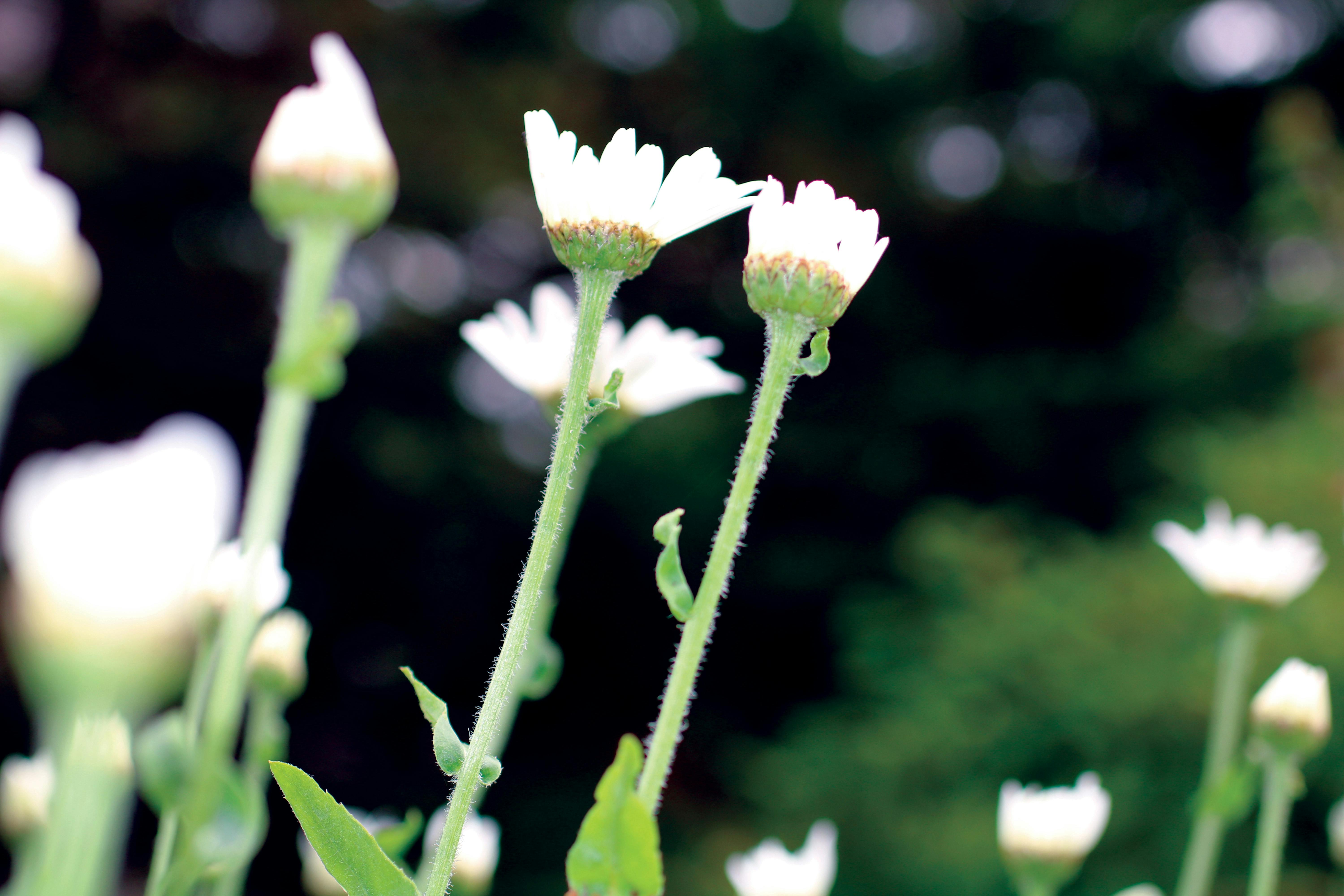 Free stock photo of bug, bugs, daisies