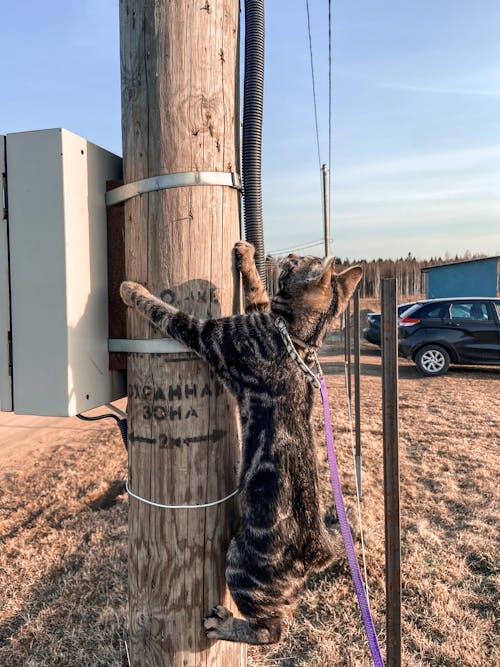Cat on a Leash Climbing a Post 