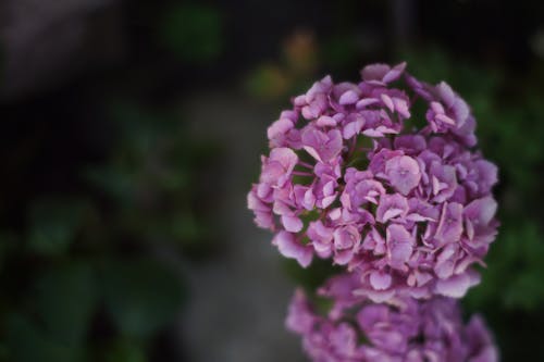 Close-Up Shot of a French Hydrangea 