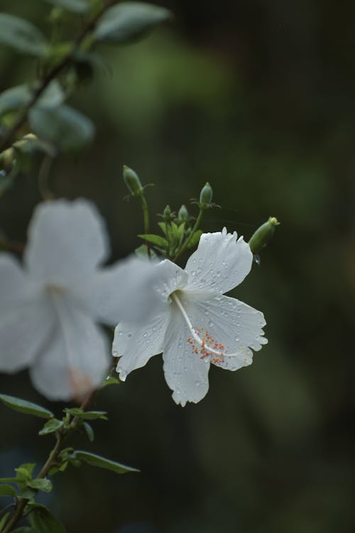Free white hibiscus Stock Photo