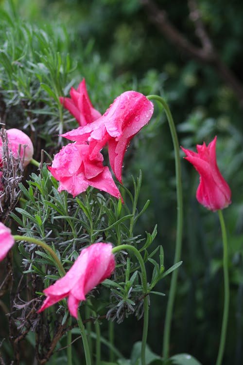 คลังภาพถ่ายฟรี ของ กลีบดอก, ดอกทิวลิป, ดอกไม้สีชมพู