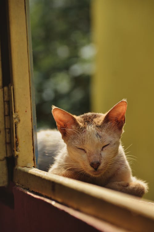 Free The Sleeping Cat Stock Photo