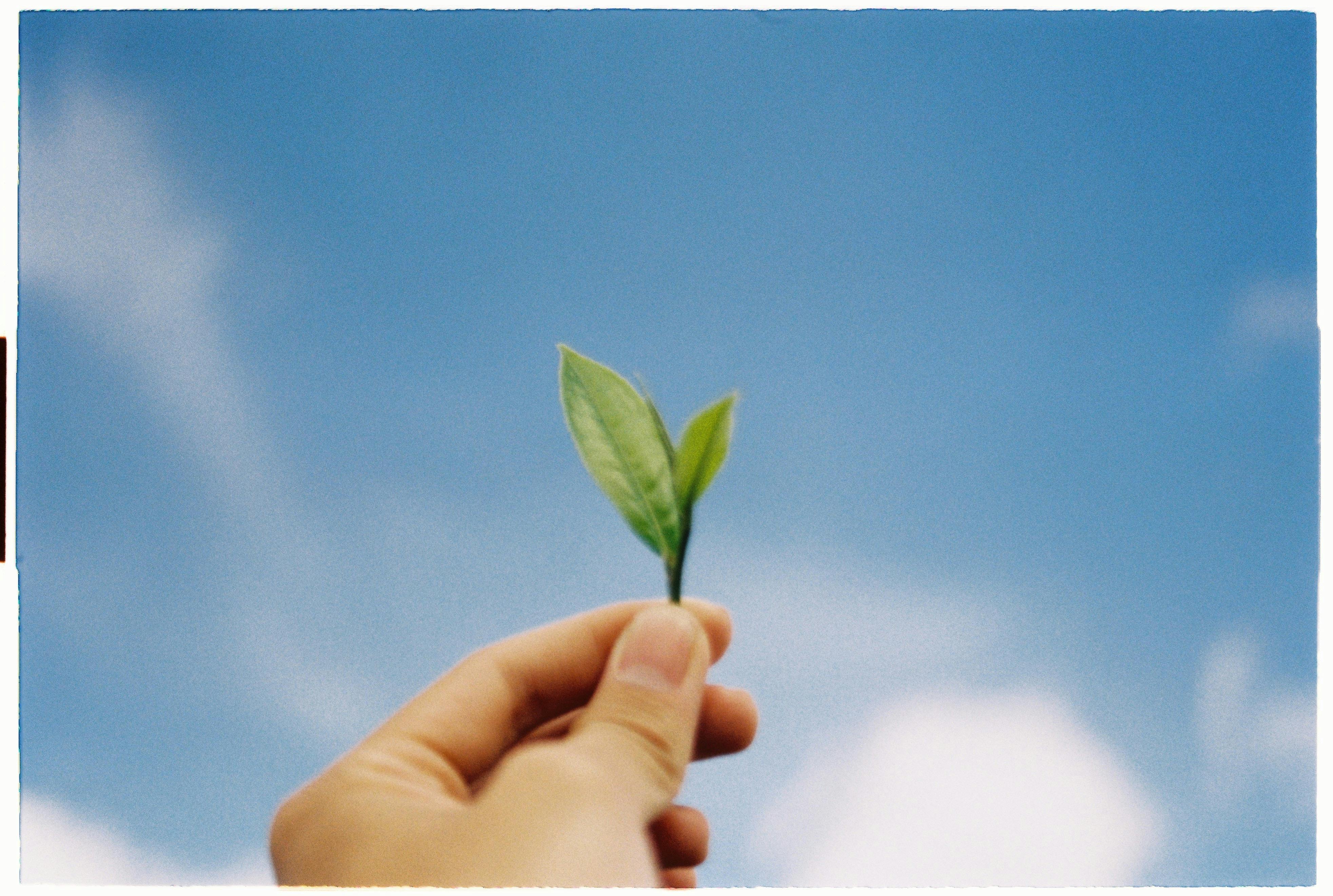 Hand holding a green leaf against a vibrant blue sky in Dalat, Vietnam.