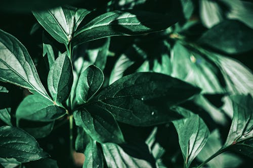 無料 緑の葉の植物のセレクティブフォーカス写真 写真素材