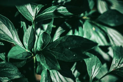 Free Detailed view of lush green leaves with rich texture and sunlight accents. Stock Photo