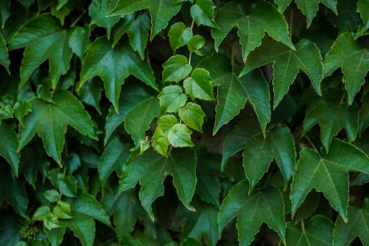 A detailed close-up view of vibrant green ivy leaves in a lush garden setting.